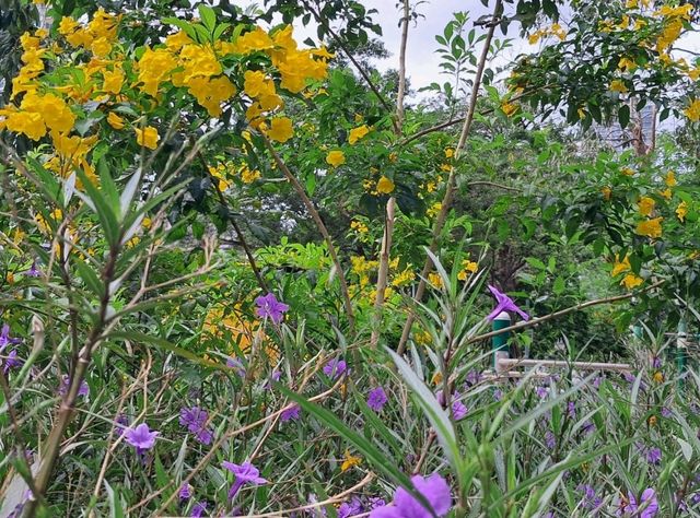 Golden blooms light up Benjakitti Park 