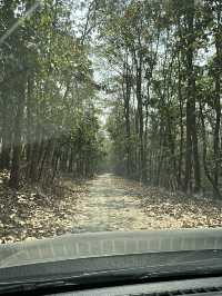 Drive to Twenty Thousand Lake (Bis Hazari Tal), Tikauli, Chitwan: A Wild Encounter