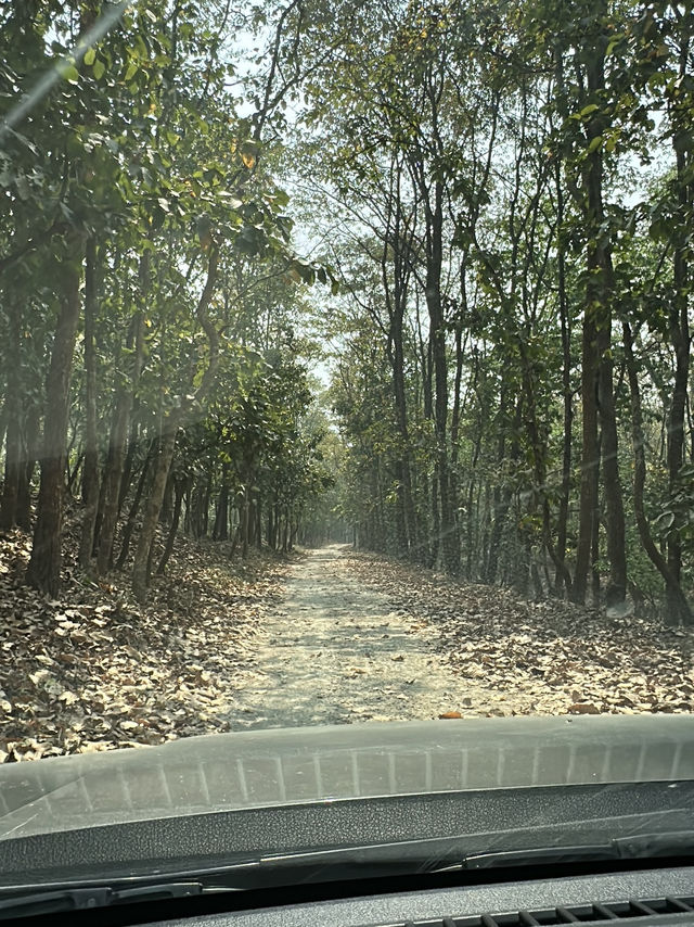 Drive to Twenty Thousand Lake (Bis Hazari Tal), Tikauli, Chitwan: A Wild Encounter