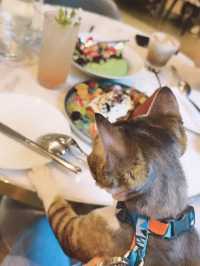 藝術🎨視覺與味覺享受既寵物友善餐廳🍴🐱🐶😍