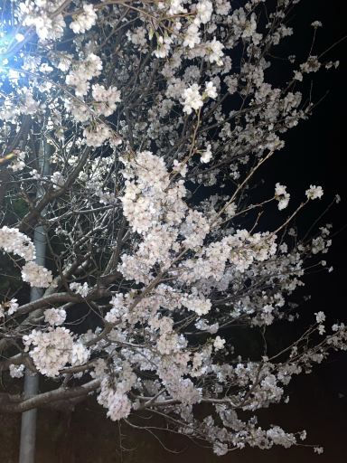 佐賀県桜の里 | Trip.com 鹿島