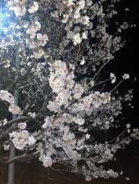 佐賀県桜の里