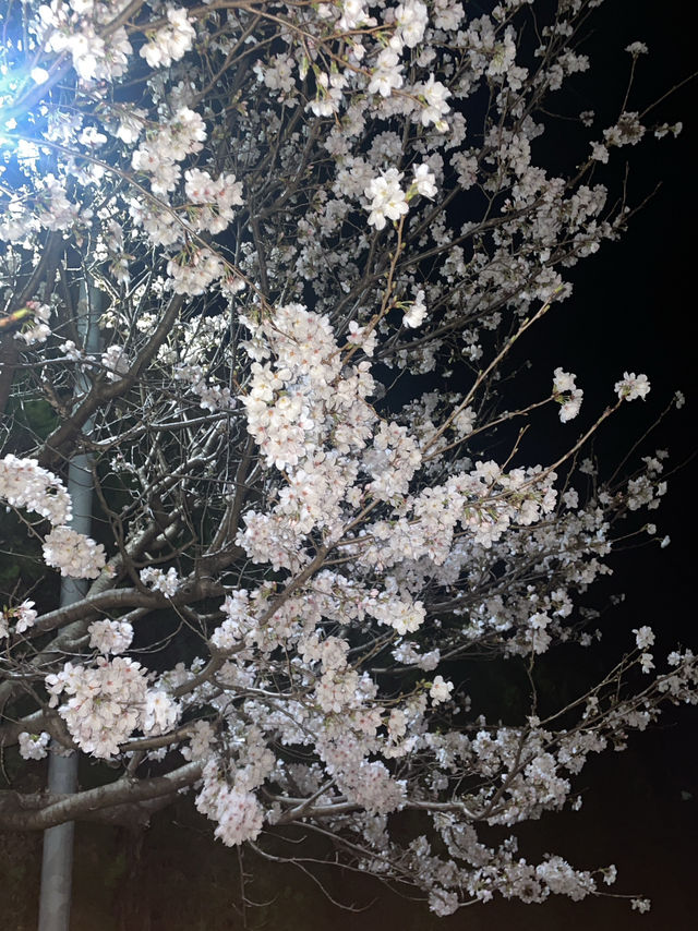 佐賀県桜の里