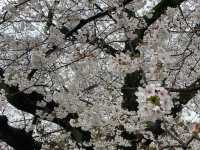 “City in Bloom: Sakura Pulse of Shibuya”