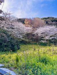 Blossoms & Blessings: The Sacred Sakura Path of Shikaumi Shrine