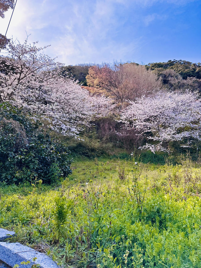 Blossoms & Blessings: The Sacred Sakura Path of Shikaumi Shrine
