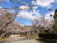 京都嵐山賞櫻順遊---大覺寺大澤池，日本最古老的池泉回遊式庭園