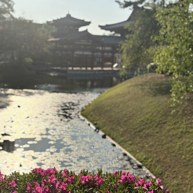 平等院鳳凰堂の藤棚❤️