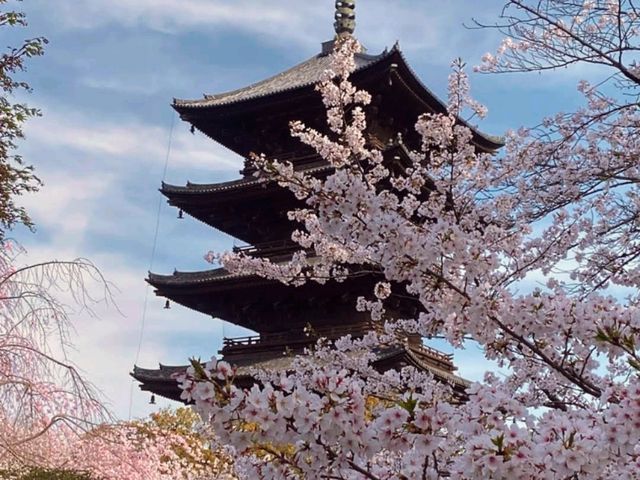 京都車站周邊賞櫻首選---東寺•夜櫻