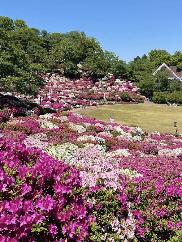 💮 Fukui • Nishiyama Park — A Sea of Azaleas in Full Bloom