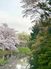 櫻花與湖畔的輕柔春風：札幌中島公園的櫻花情懷🌸