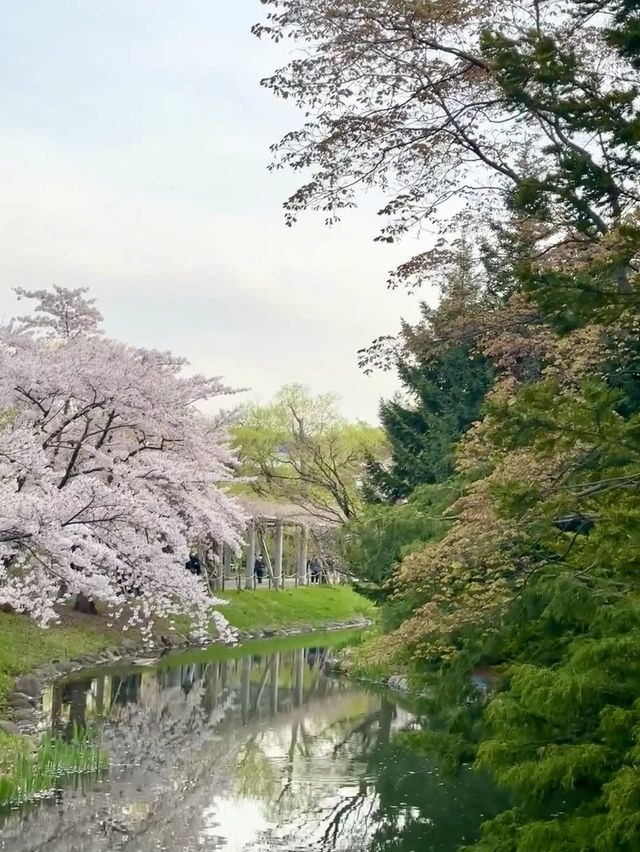 櫻花與湖畔的輕柔春風：札幌中島公園的櫻花情懷🌸