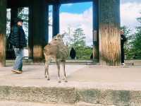[東大寺] 1300年の祈りが息づく、大仏のふるさと