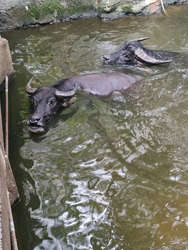 Farm In The City - The Various Exotic Animals