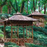 ​滿庭芳郊野花園 - 綠油油的世界