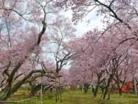 Where Cherry Blossoms & History Collide