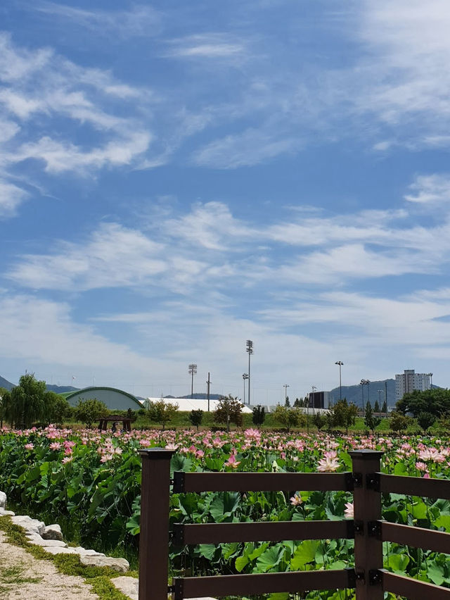 When in Haman Lotus Theme Park