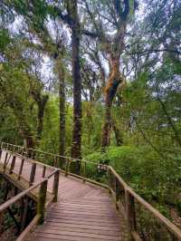 Your Springtime Escape into Chiang Mai’s Cloud Forest