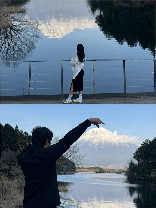 빛추는 타누키 후지산