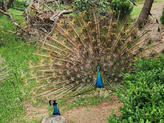 上海動物園一日遊