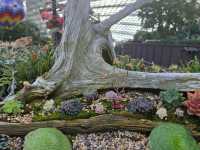 Flower Dome a Bloom for Every Season