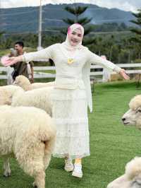 ฟาร์มแกะ ทุ่งสง  - นครศรีธรรมราช 🐑