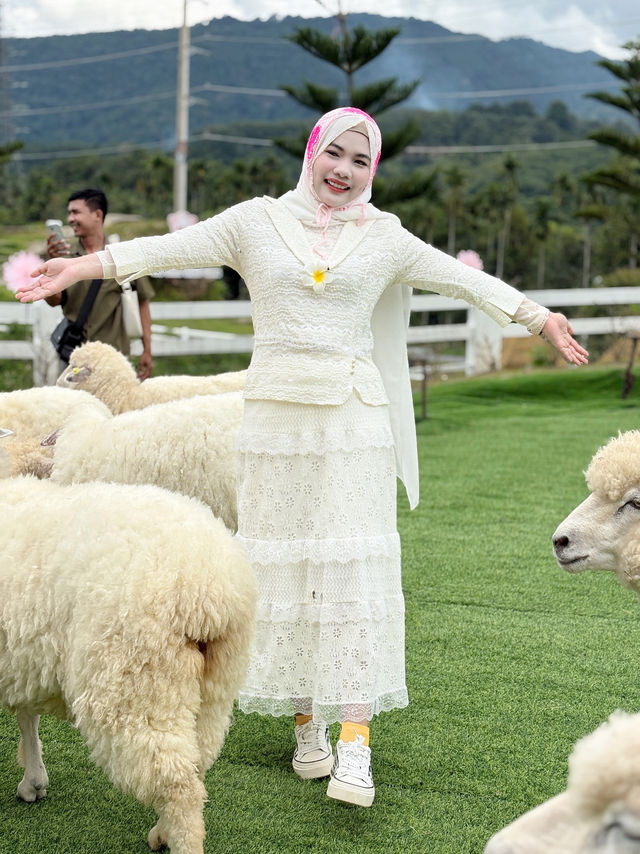 ฟาร์มแกะ ทุ่งสง  - นครศรีธรรมราช 🐑