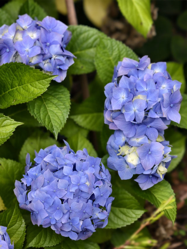 墨爾本花園