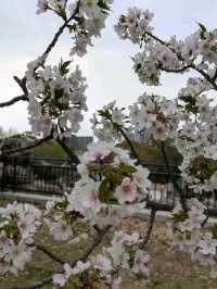 Osaka Castle Park – A Fusion of History, Beauty, and Serenity