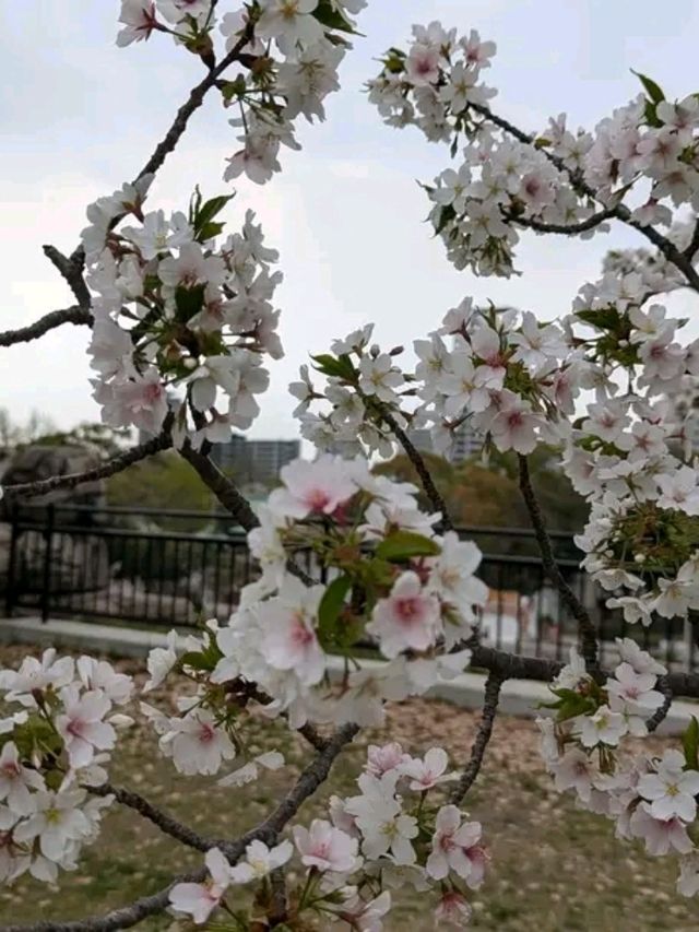 Osaka Castle Park – A Fusion of History, Beauty, and Serenity