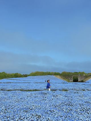 Fukuoka's Blue Flower Sea in April, Saitozaki