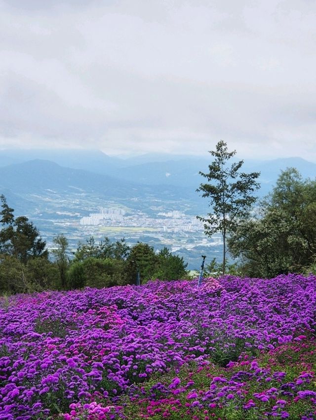 거창뷰맛집💜[감악산 거창별바람언덕]