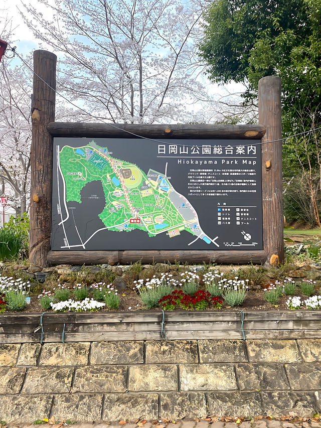 ┃兵庫加古川┃日岡山公園の桜2025