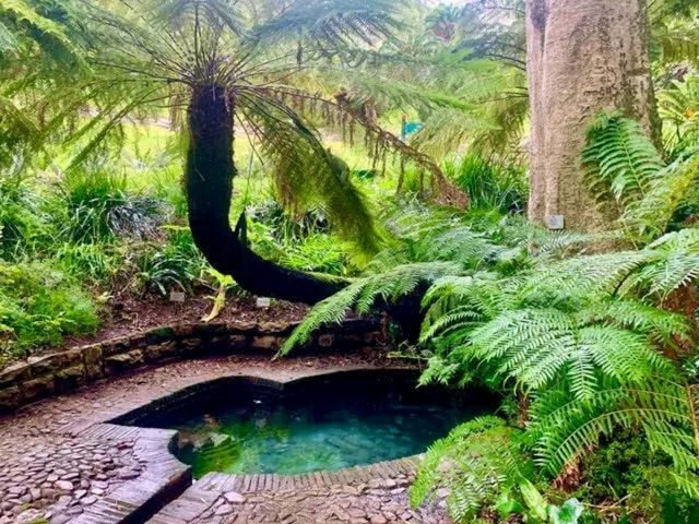 Kirstenbosch: Cape Town’s Garden of Wonder