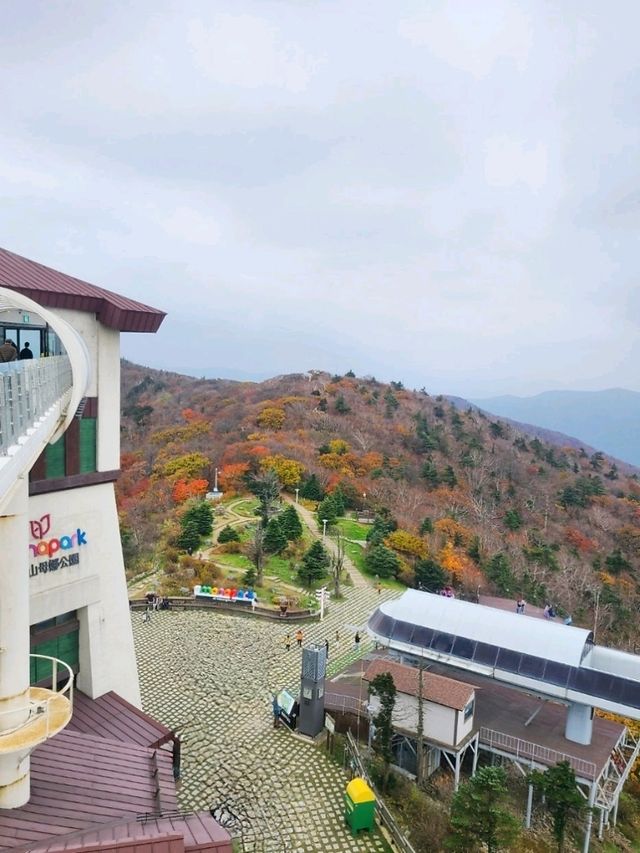 깊어가는 평창가을 [발왕산 천년주목숲길]