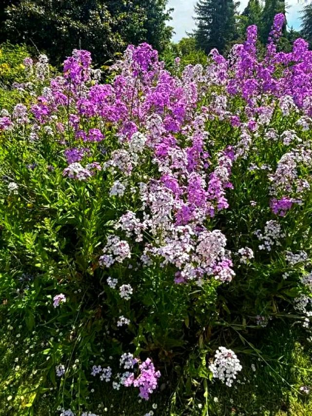 Queen Elizabeth Park – Vancouver’s Elevated Garden Sanctuary