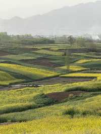 Do you know canola oil is of such pretty plants?