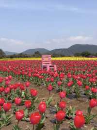 🇰🇷濟州春季限定🌷鬱金香花海