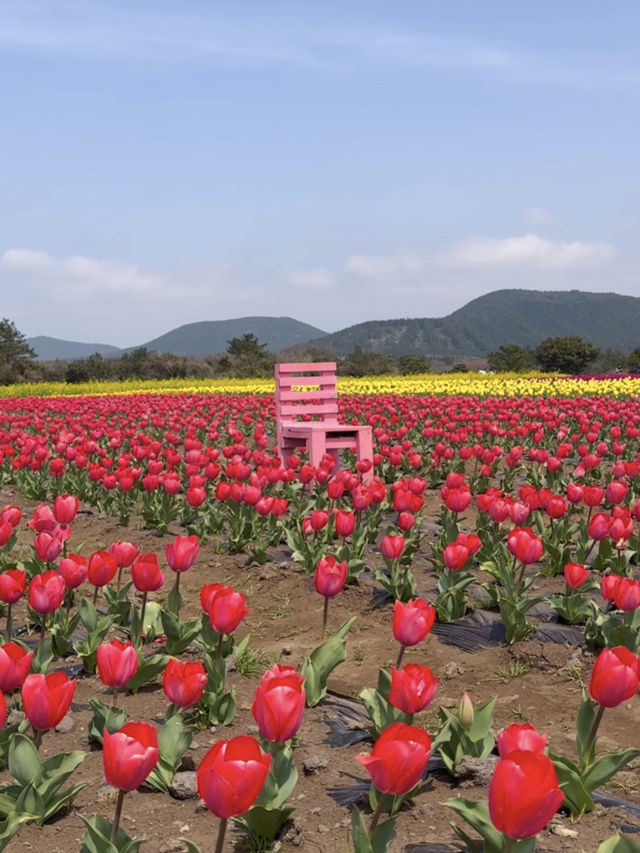 🇰🇷濟州春季限定🌷鬱金香花海