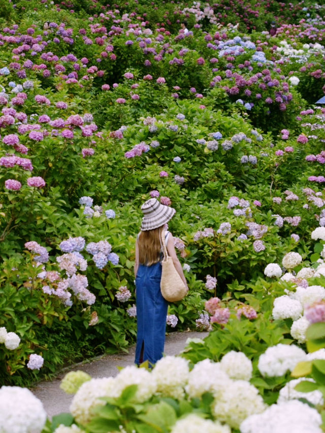 千葉のオススメ　お花スポット2選