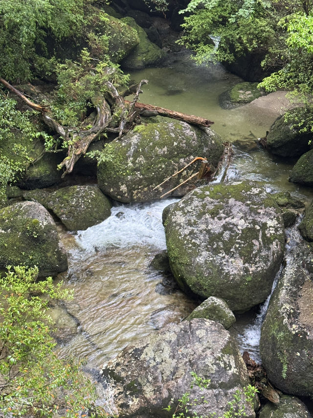 雨のヤクスギランド
