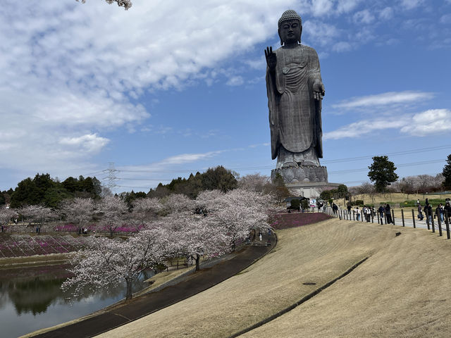 🌸【佛光與櫻影的交會】牛久大佛春日巡禮—一場身心靈共鳴的靜心旅行