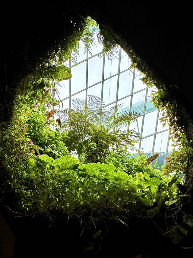 Cloud Forest — A Cool Summer Escape in Singapore’s Urban Jungle