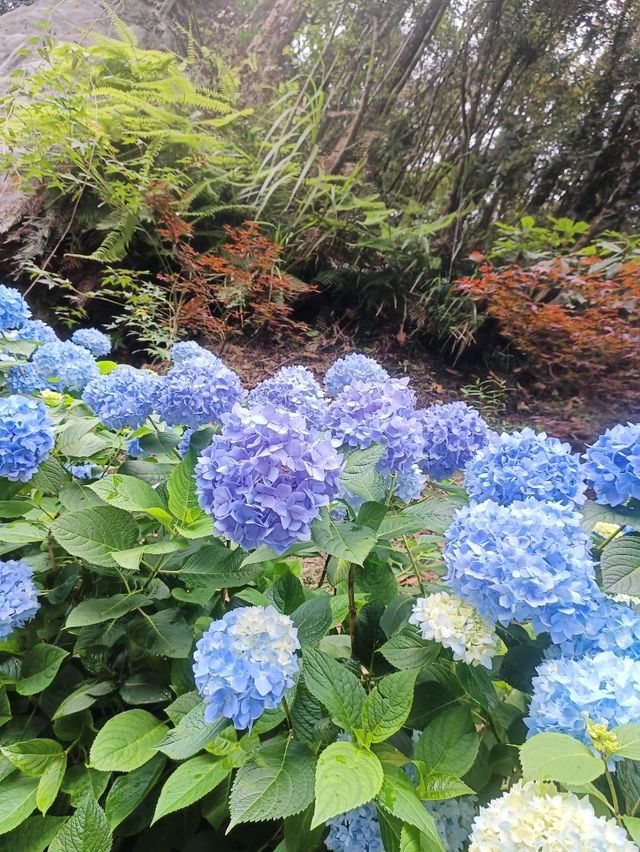 杉林溪繡球花季