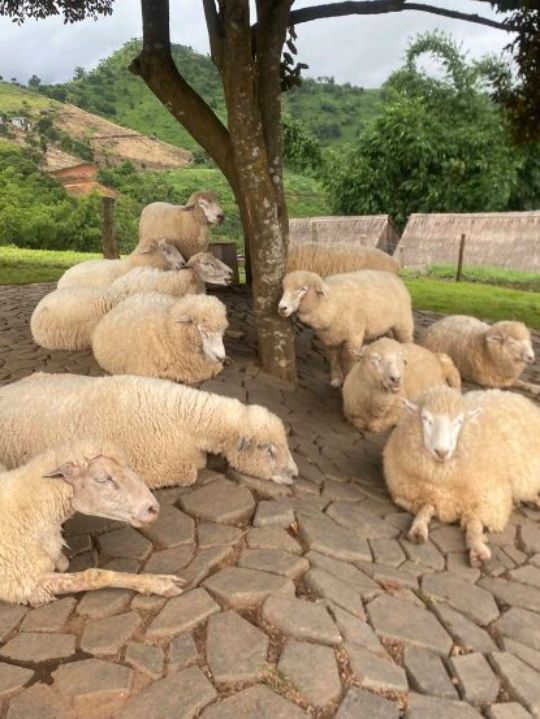 Akha Farmville