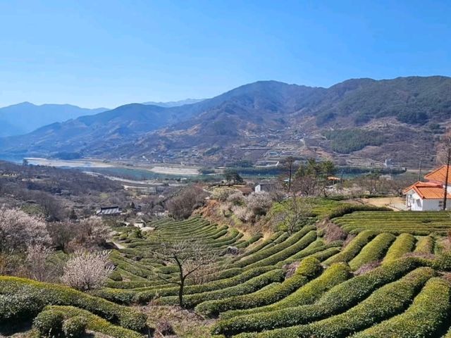 Blossoms, Bites & Chill Vibes at Gwangyang Maehwa Village