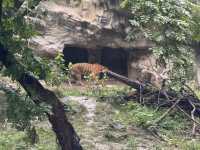 A Great Day at Shanghai Zoo