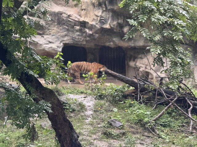 A Great Day at Shanghai Zoo