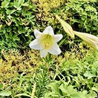 基隆嶼登島看花看海去！