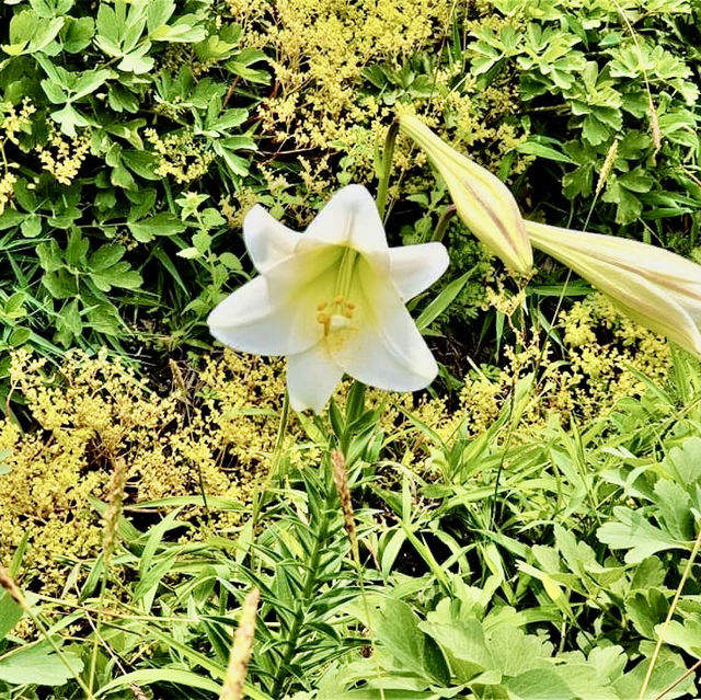 基隆嶼登島看花看海去！